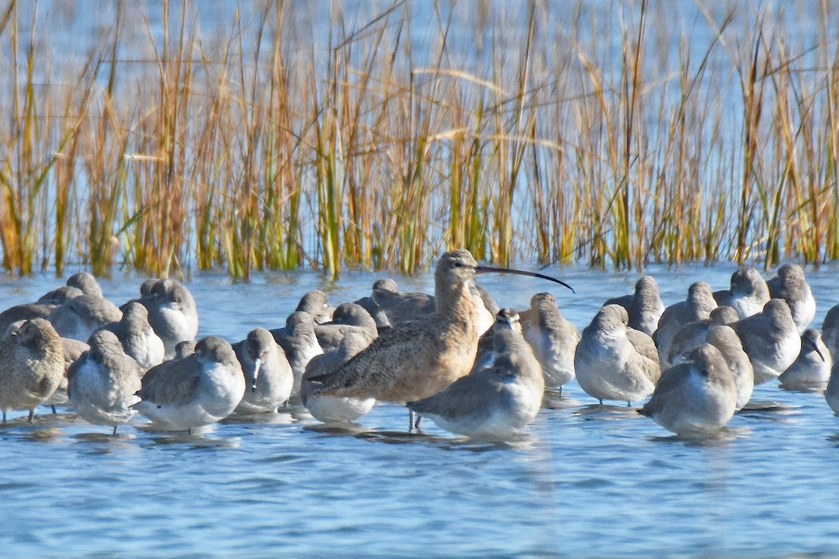 Long-billed Curlew - ML645000580