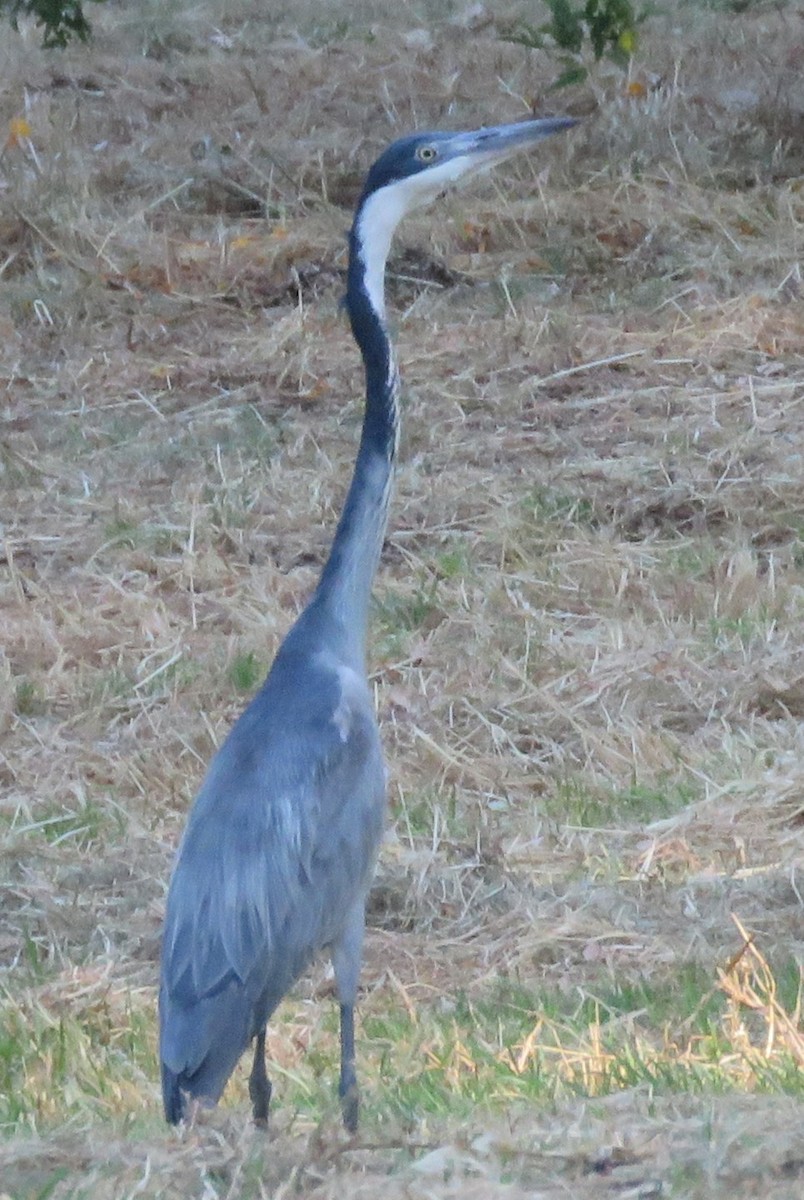 Héron mélanocéphale - ML645000584