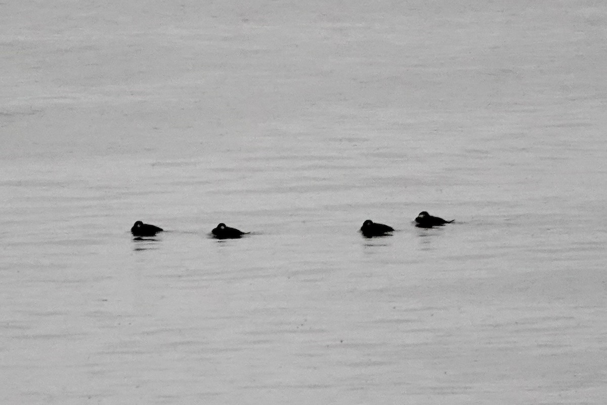 Black Scoter - ML645000585