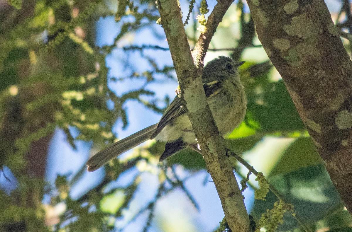 Mottle-cheeked Tyrannulet - ML645000586