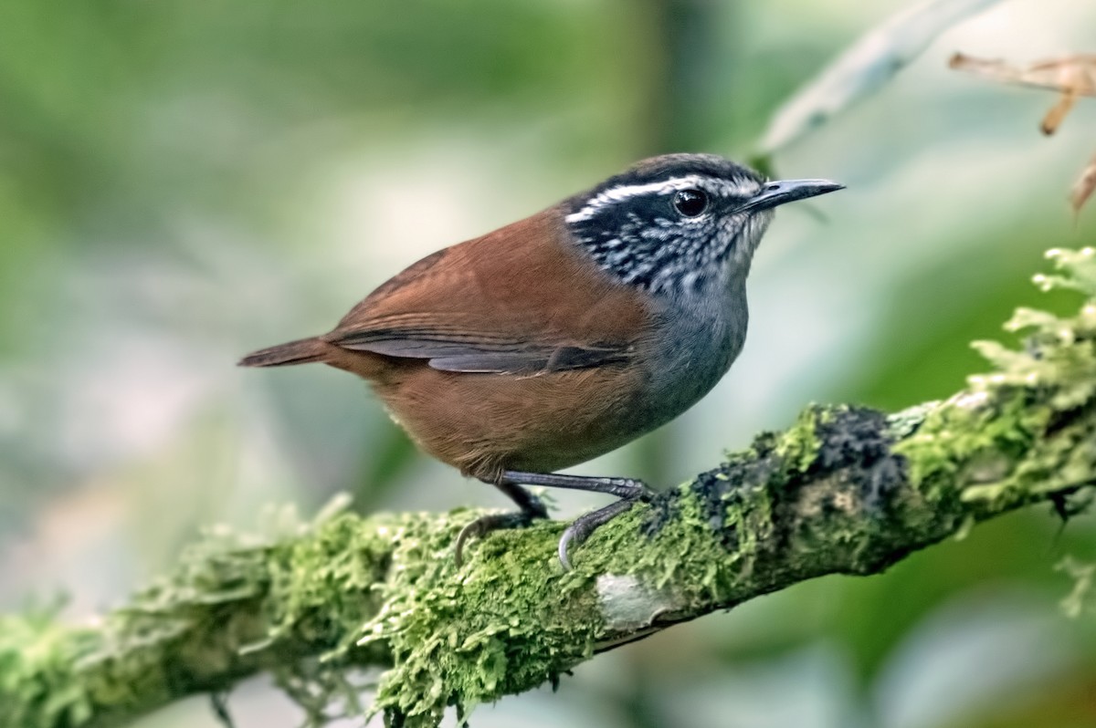 Gray-breasted Wood-Wren - ML645000600