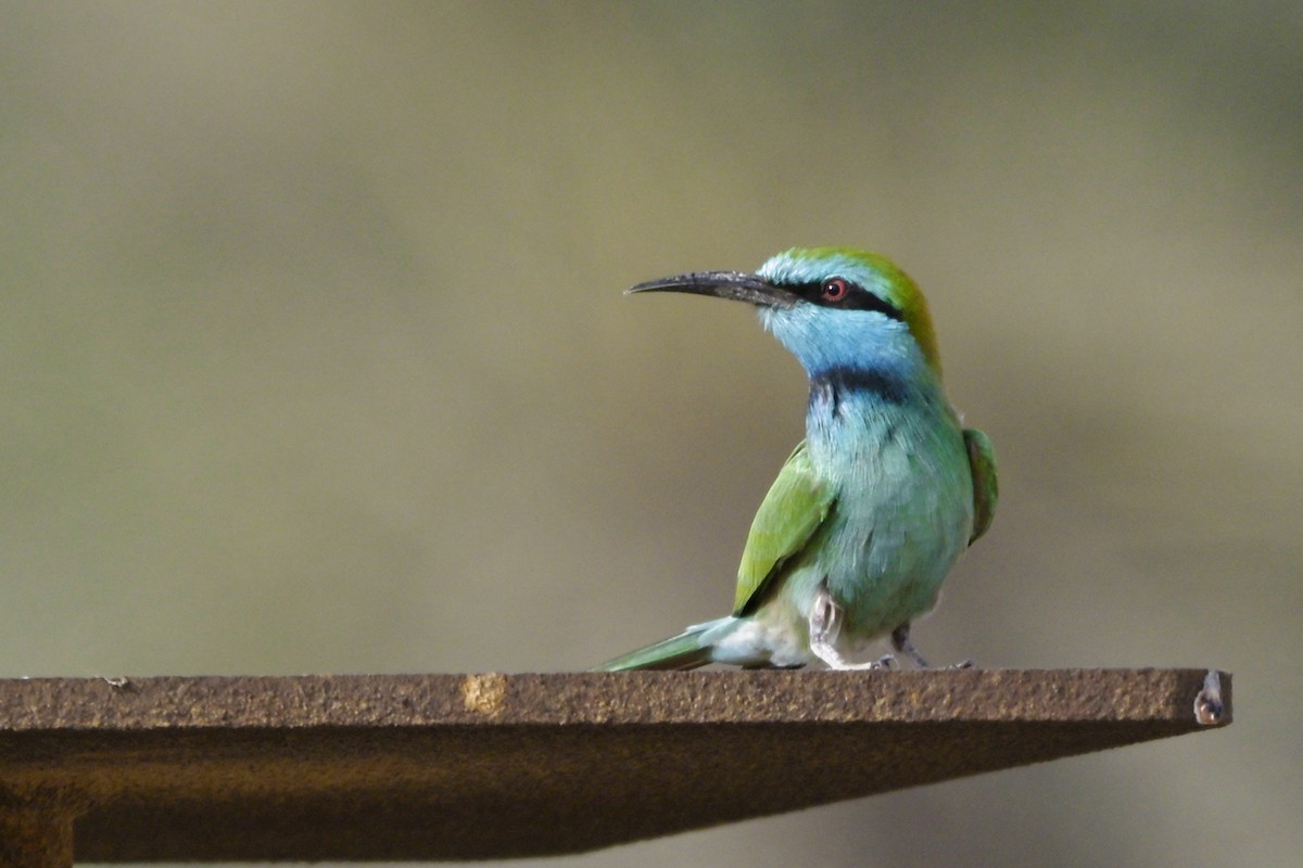 שרקרק גמדי - ML645000602