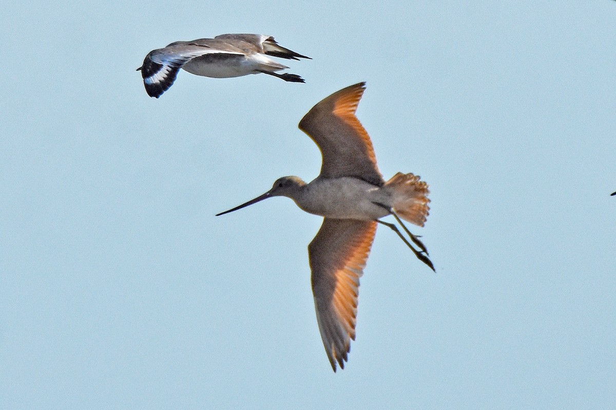 Marbled Godwit - ML645000605