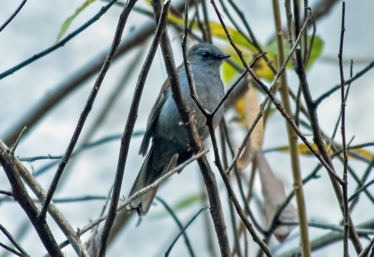 Andean Solitaire - ML645000607