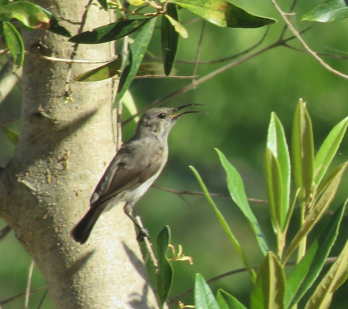 Southern Double-collared Sunbird - ML645000620