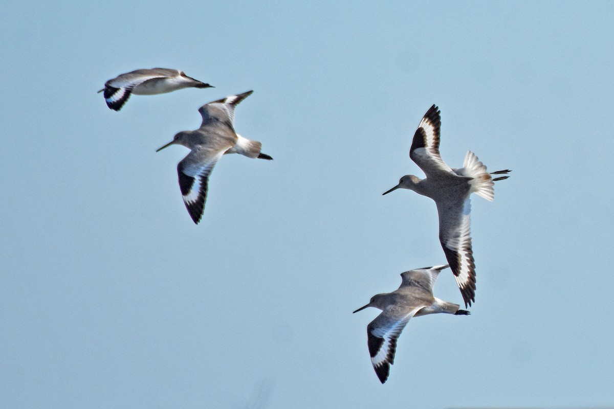 Willet - ML645000638