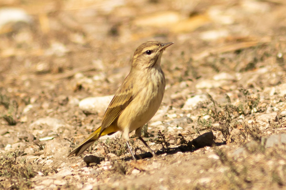 Palm Warbler - ML645000649