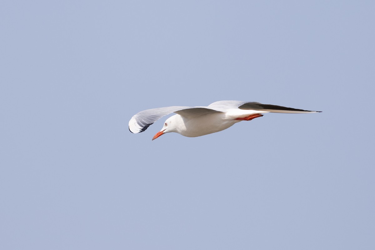 Slender-billed Gull - ML645000655