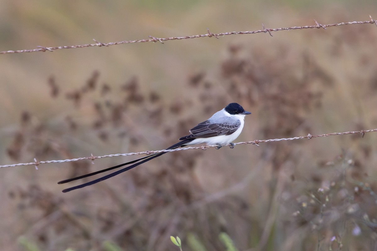 Fork-tailed Flycatcher (monachus) - ML645000656