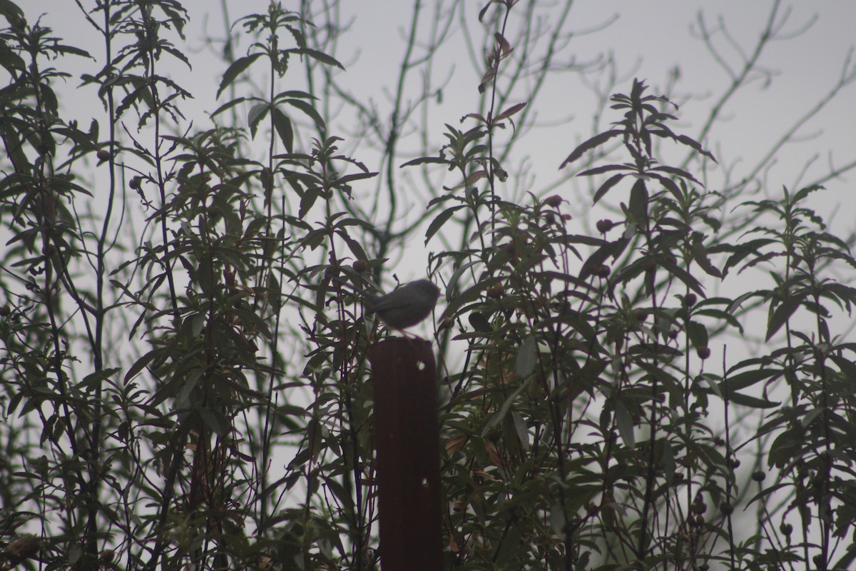 Etze-txinboa - ML645000659