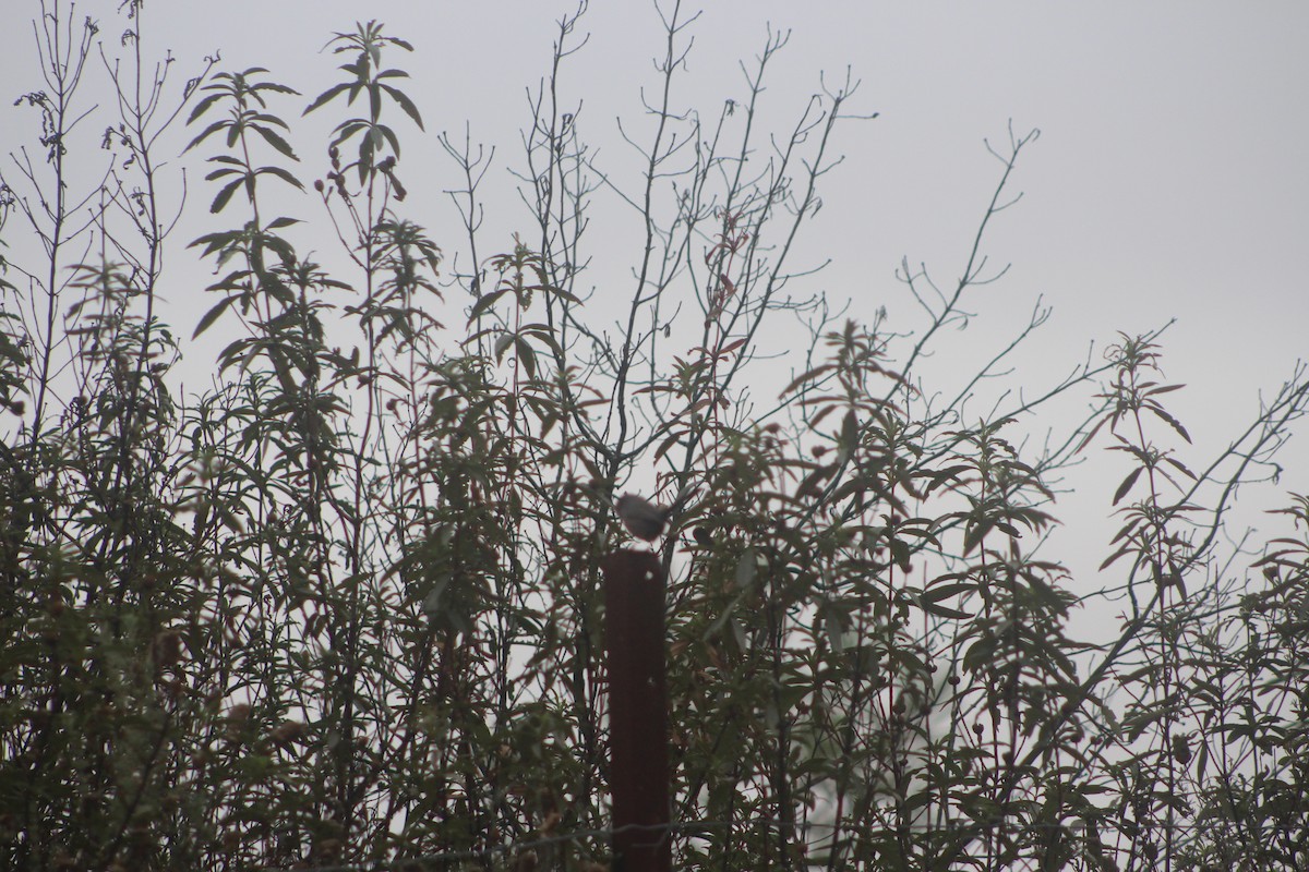 Etze-txinboa - ML645000660