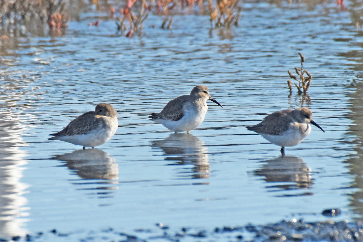 Dunlin - ML645000661