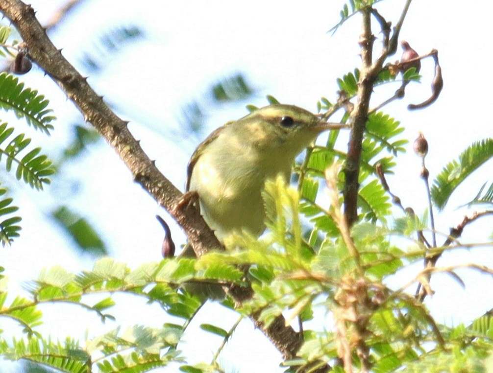 østsanger - ML645000666