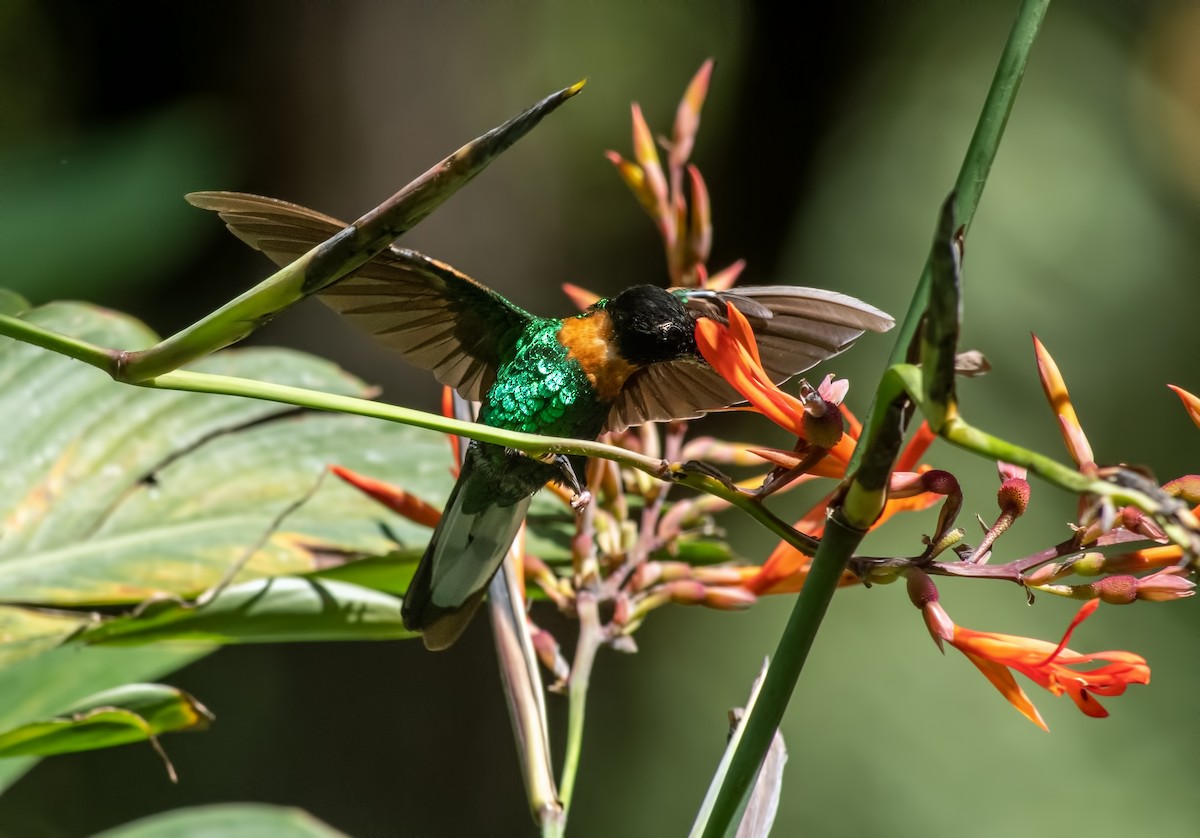 Gould's Inca - ML645000668