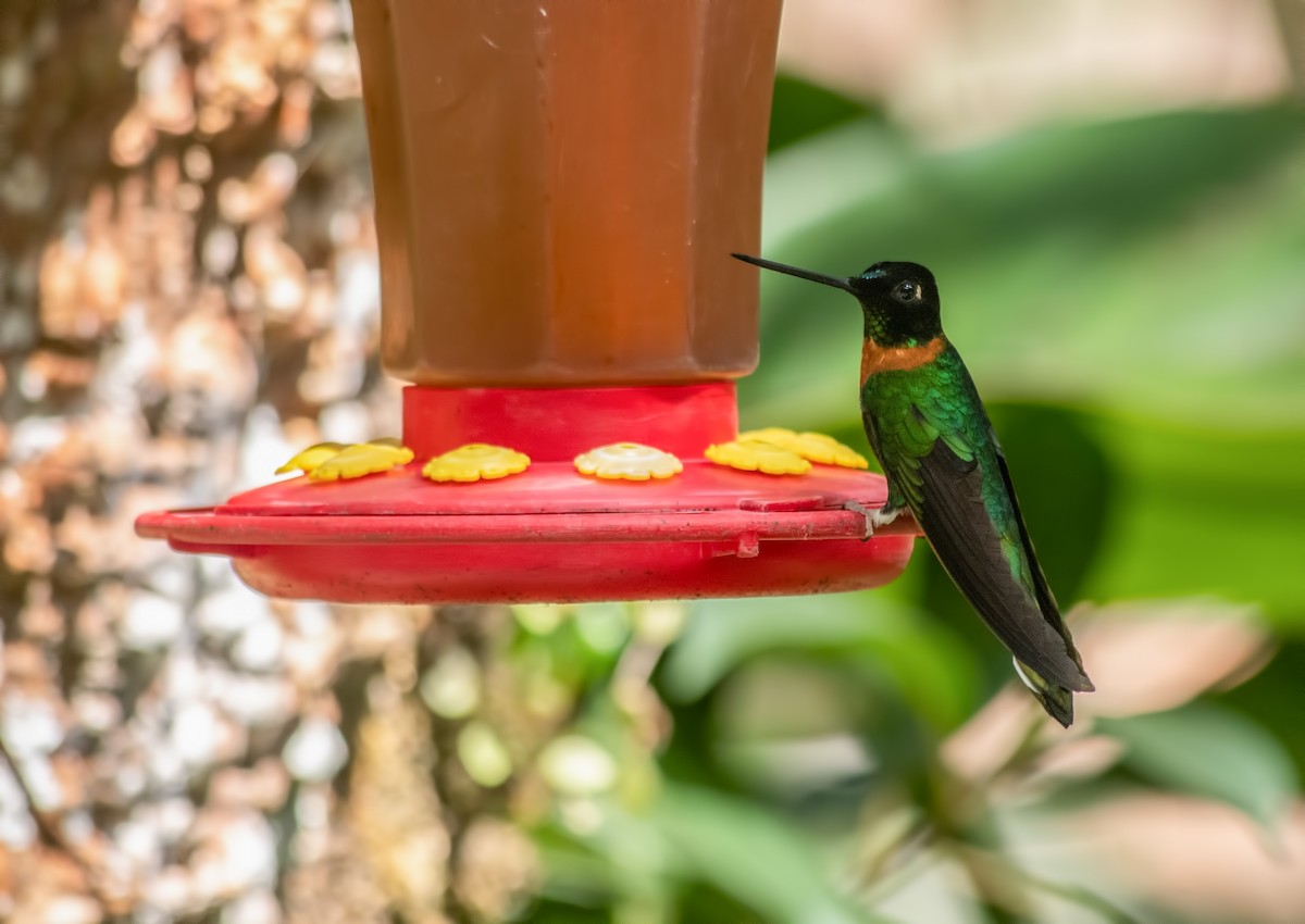 Gould's Inca - ML645000669