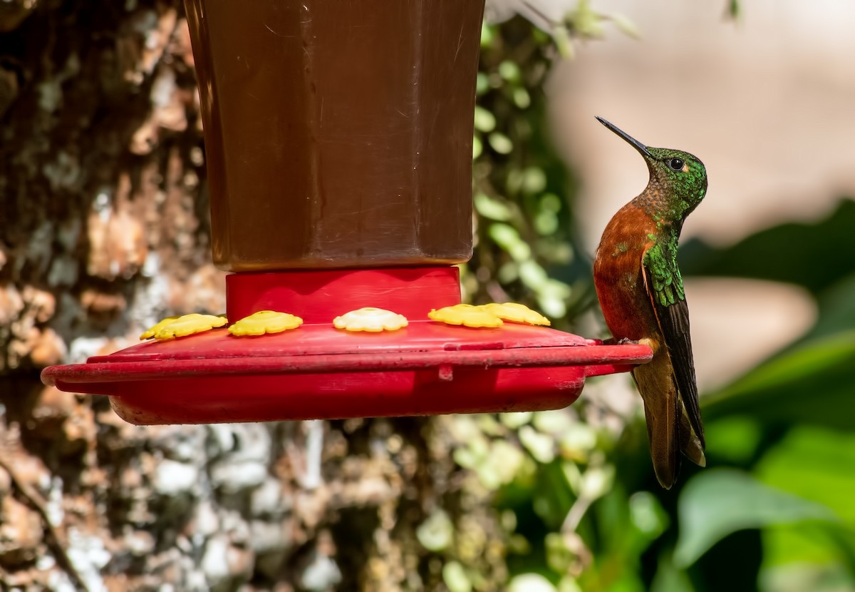 Chestnut-breasted Coronet - ML645000690