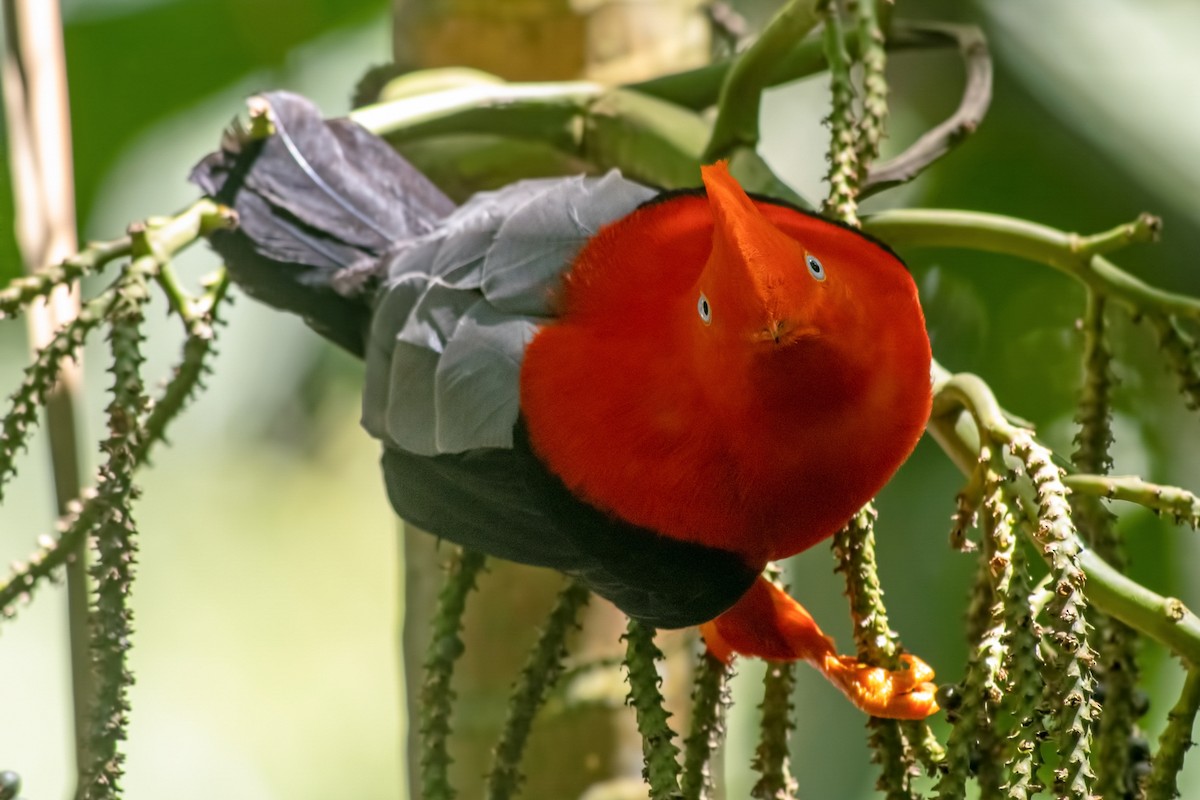 Andean Cock-of-the-rock - ML645000696