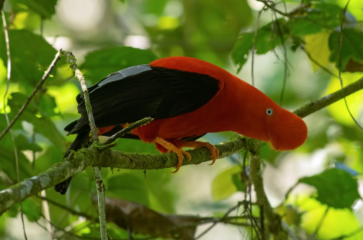 Andean Cock-of-the-rock - ML645000697