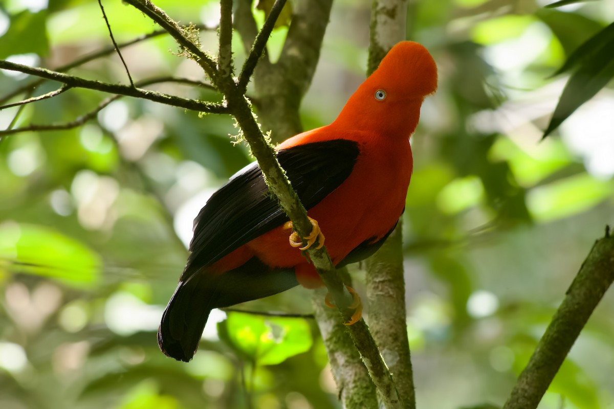 Andean Cock-of-the-rock - ML645000698