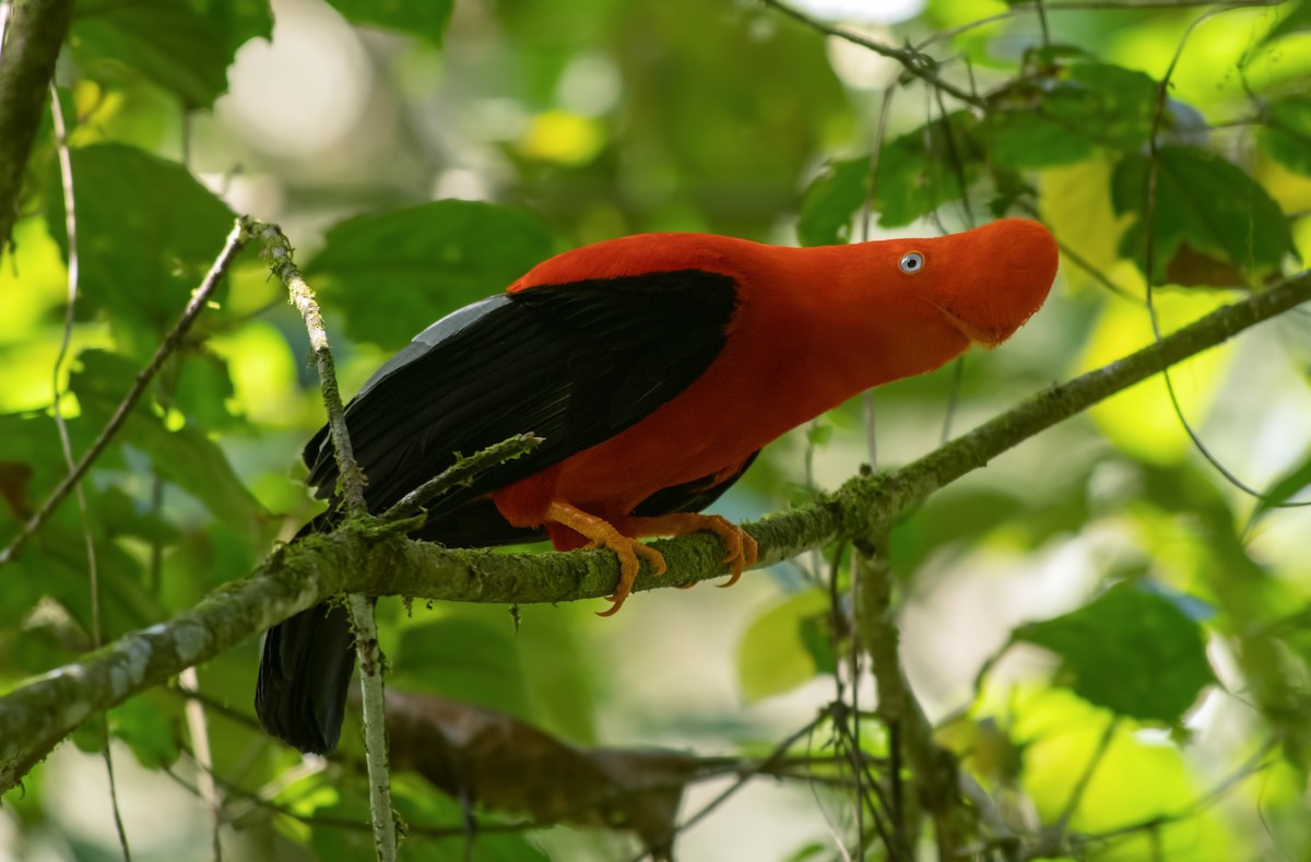 Andean Cock-of-the-rock - ML645000699