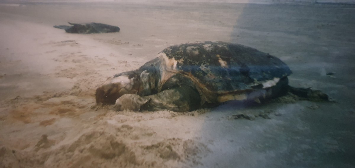 Loggerhead Sea Turtle - ML645000705