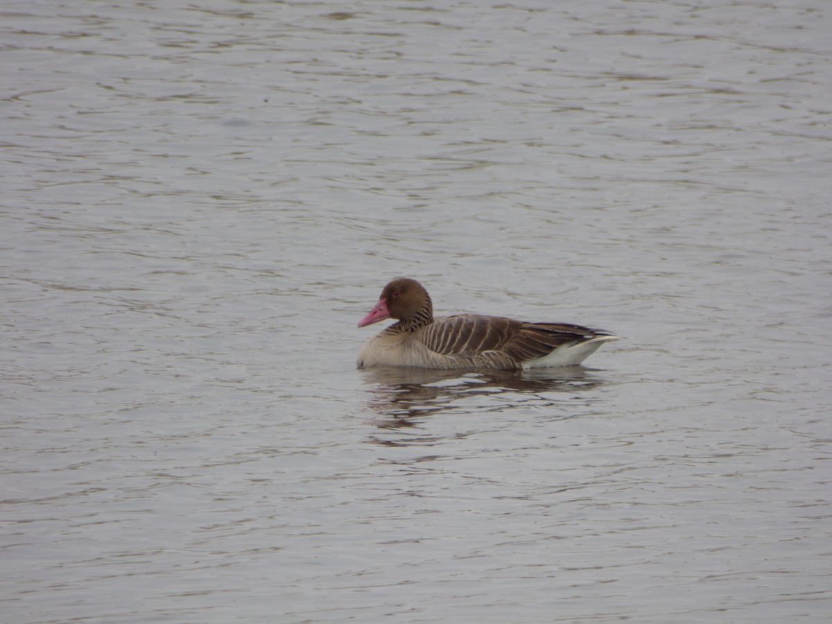 Graylag Goose - Philip Steiner