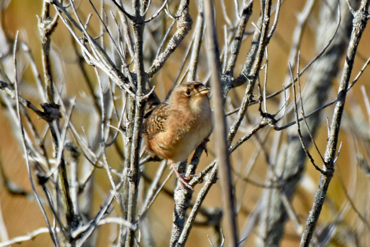 Sedge Wren - ML645000711