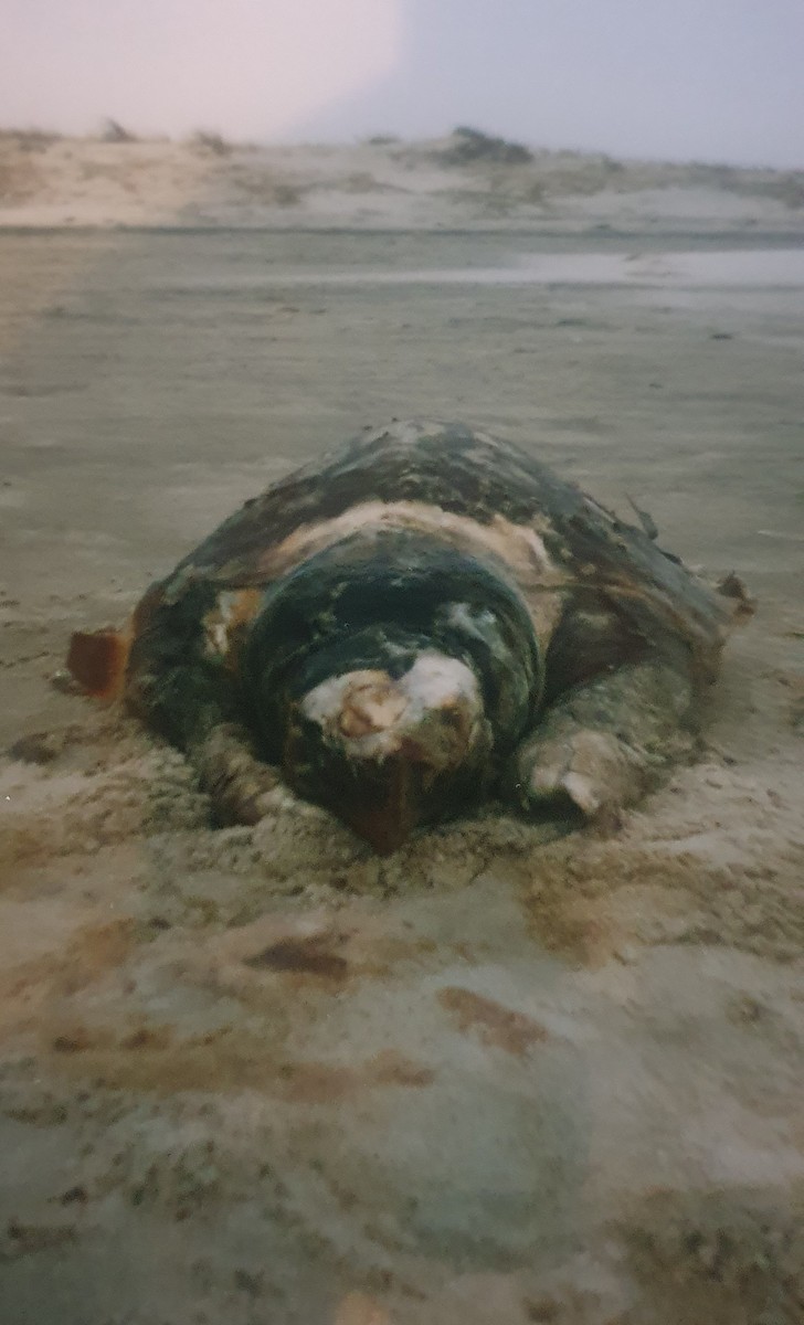 Loggerhead Sea Turtle - ML645000716