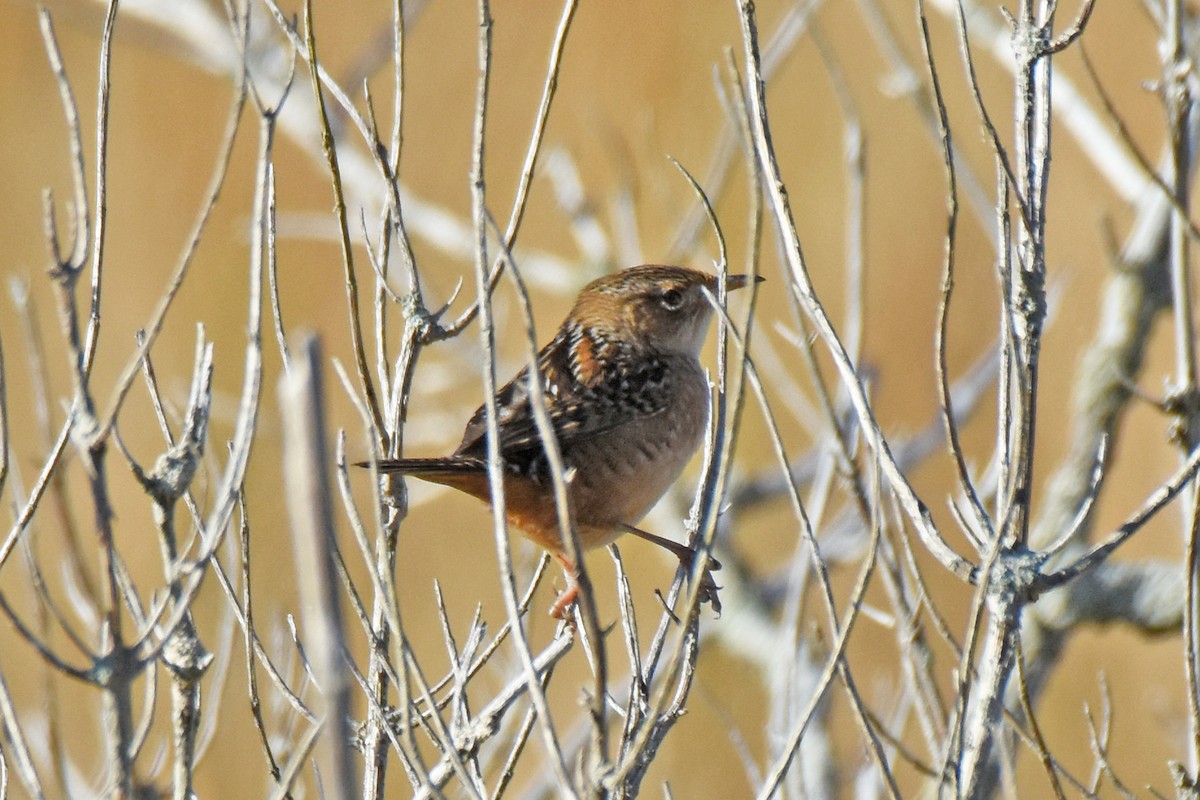 Sedge Wren - ML645000721