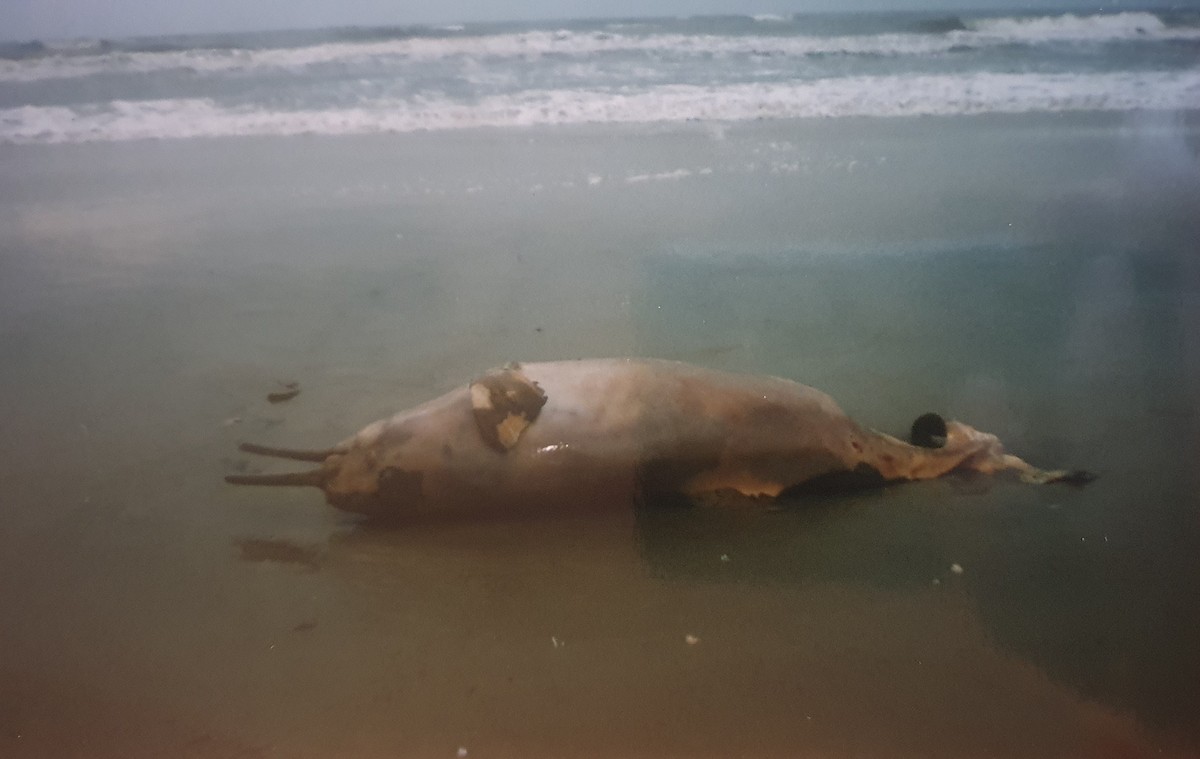 Franciscana - ML645000729