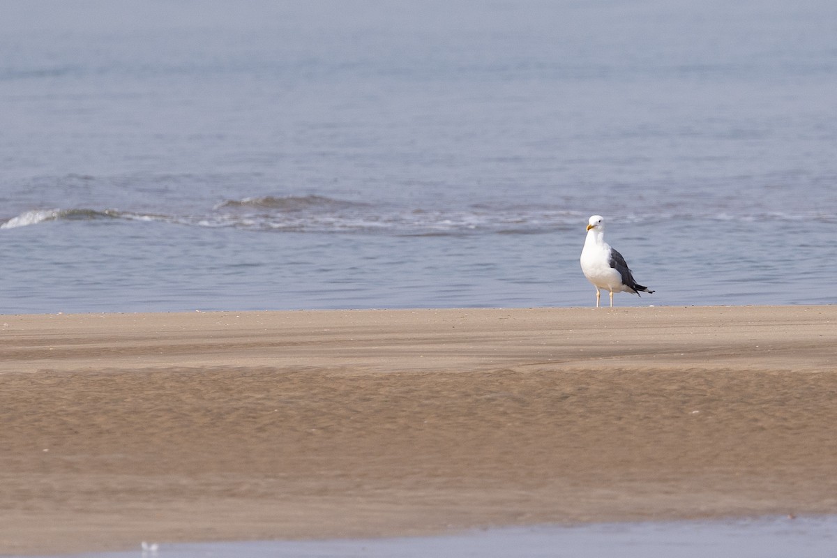 Lesser Black-backed Gull (fuscus) - ML645000740