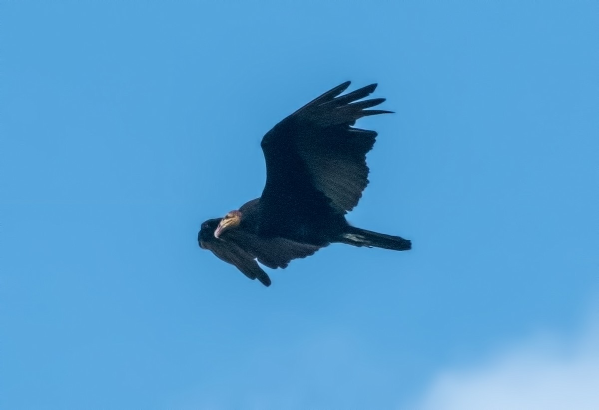 Greater Yellow-headed Vulture - ML645000764