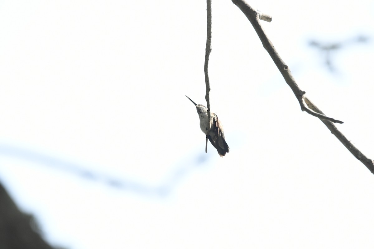 Ruby-throated Hummingbird - ML645000766
