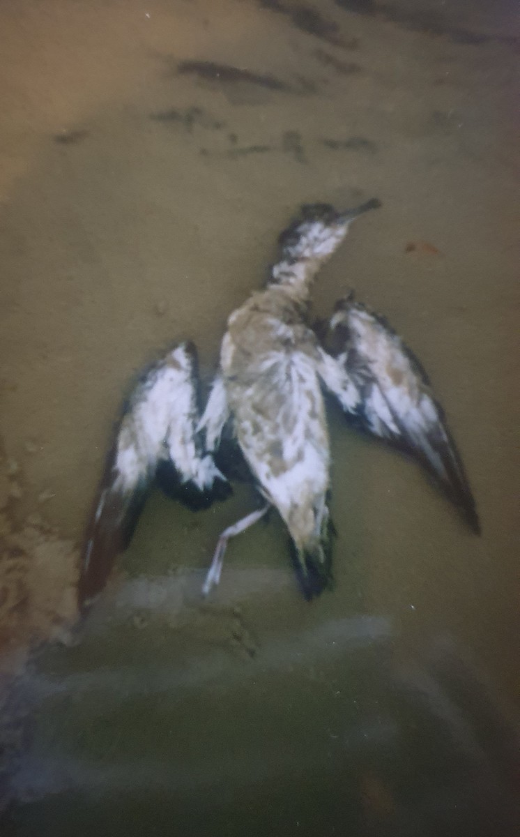 Manx Shearwater - ML645000771