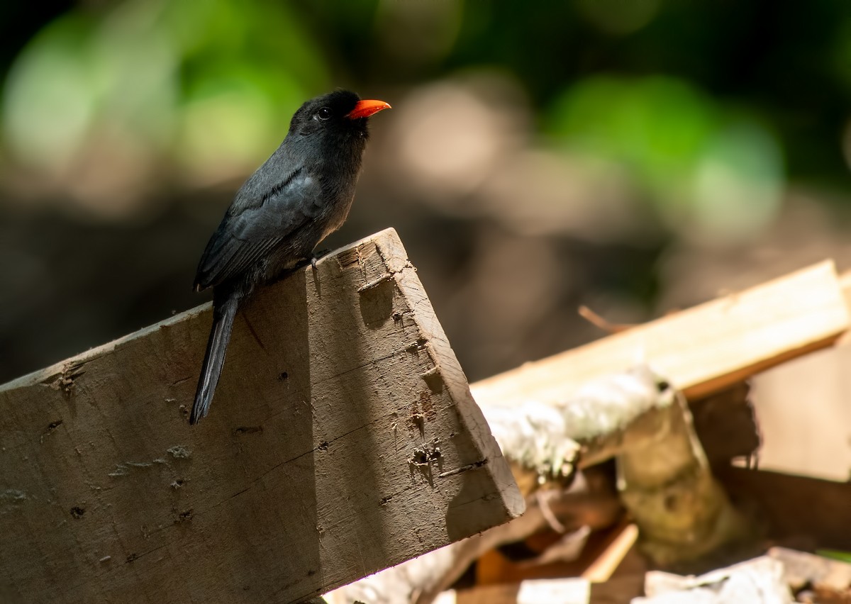 Black-fronted Nunbird - ML645000772
