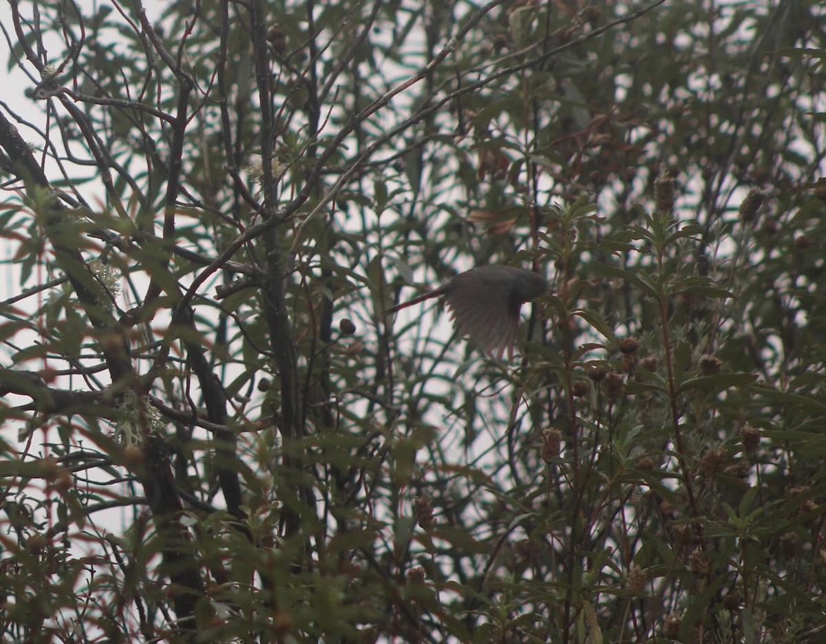 Etze-txinboa - ML645000773