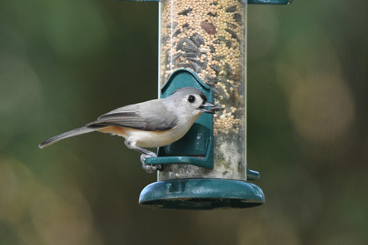 Tufted Titmouse - ML645000776