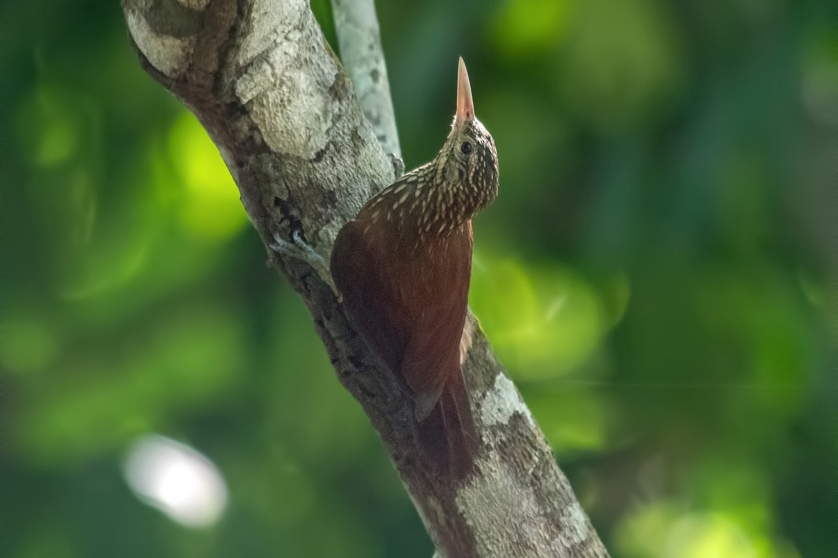 Straight-billed Woodcreeper - ML645000784