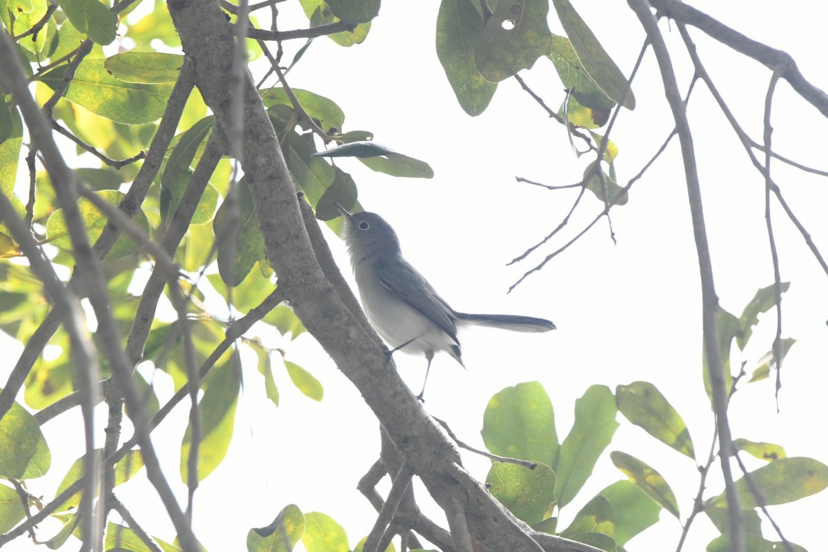 Blue-gray Gnatcatcher - ML645000785