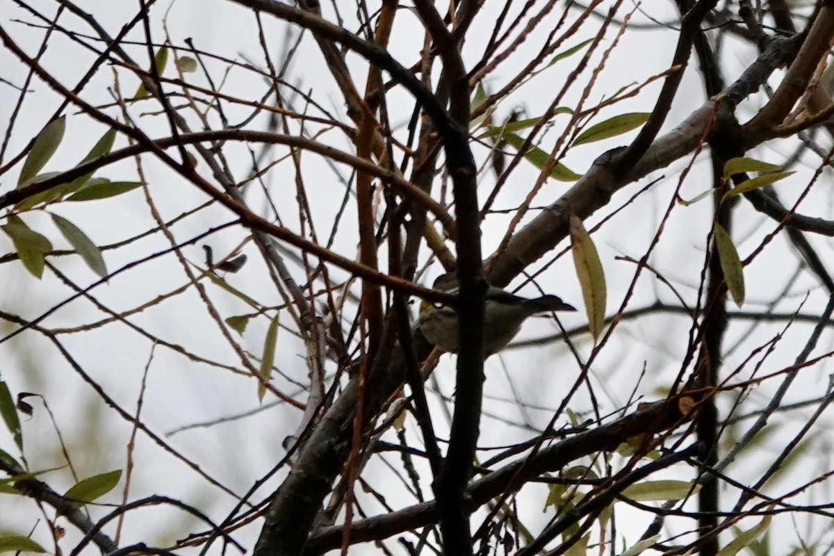 Yellow-rumped Warbler - ML645000792
