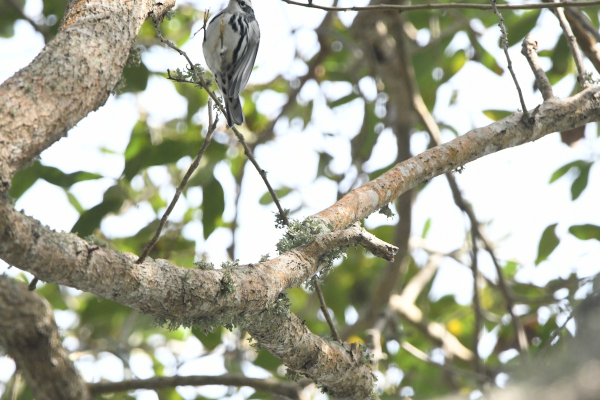 Black-and-white Warbler - ML645000793