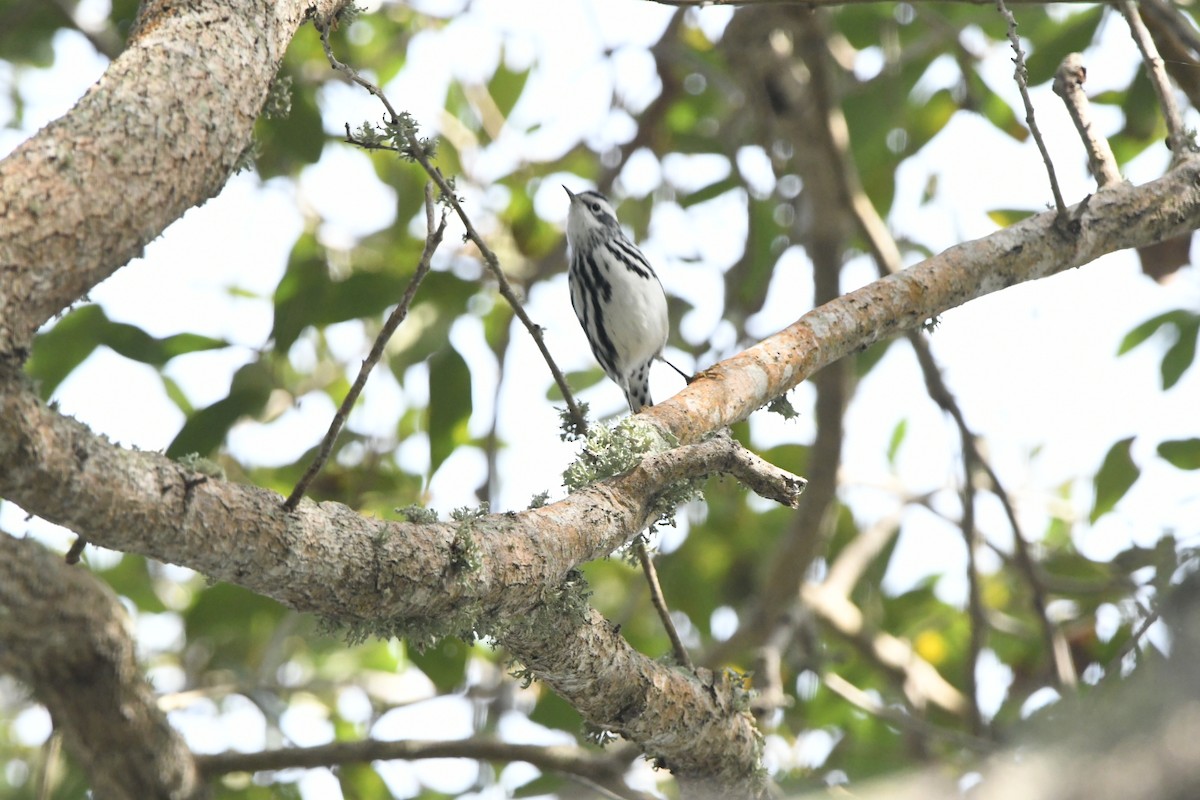 Black-and-white Warbler - ML645000794