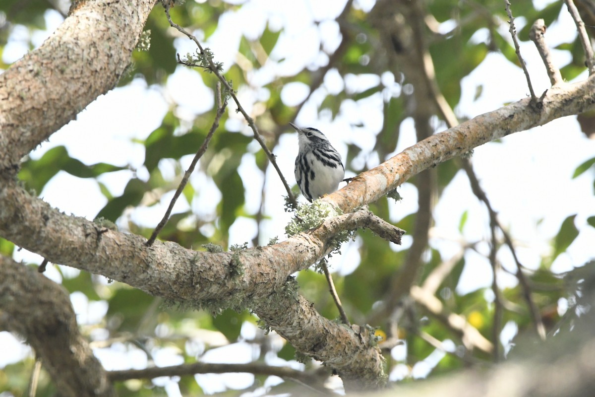 Black-and-white Warbler - ML645000795