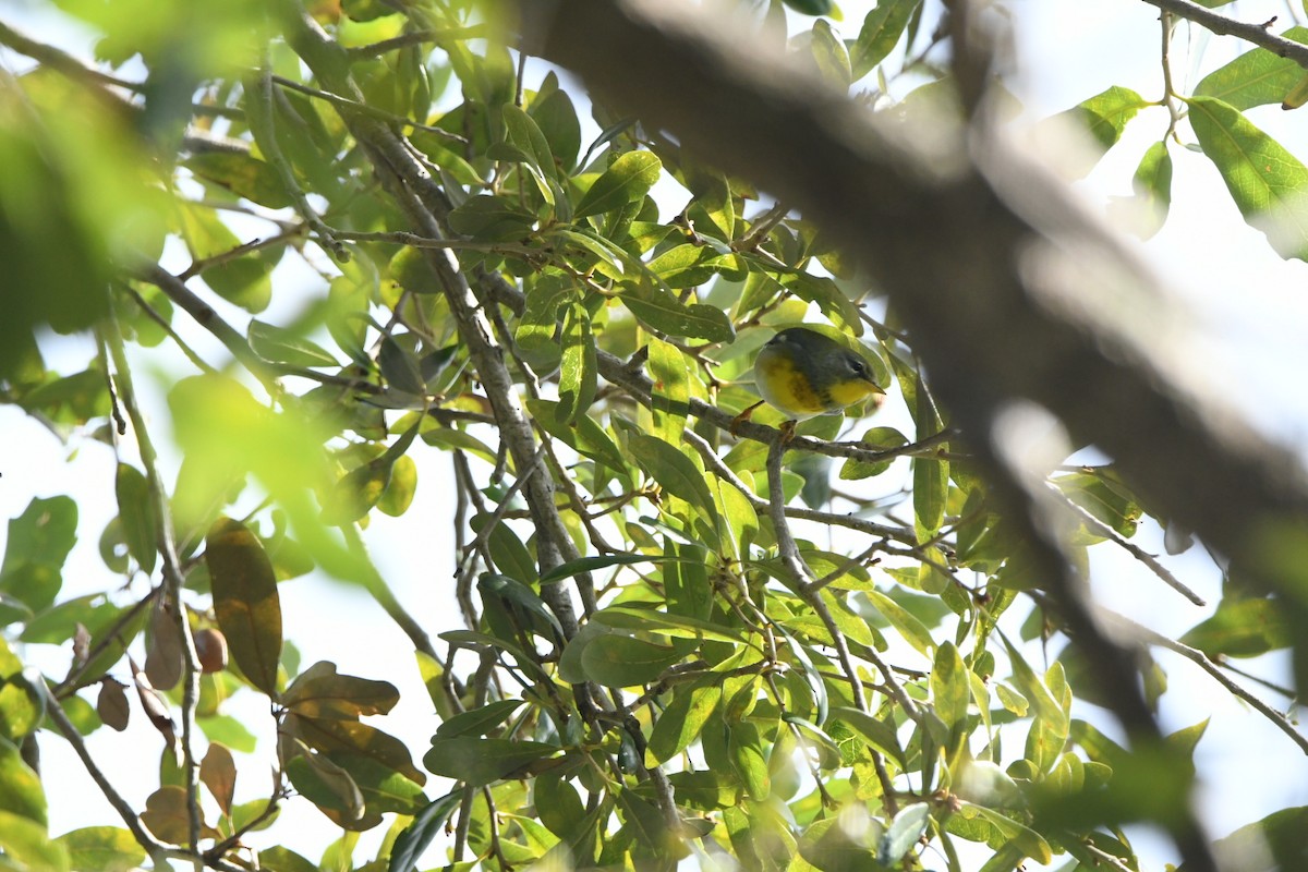 Очковая древесница - ML645000797