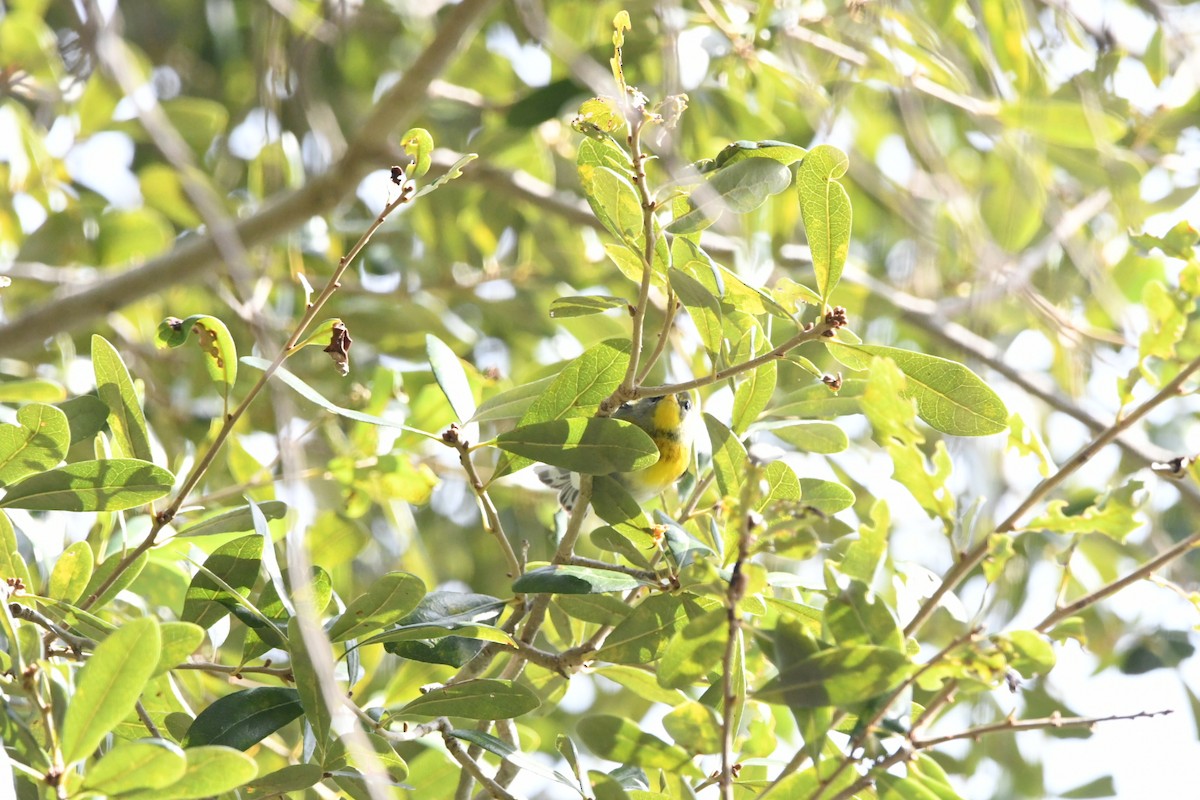 Очковая древесница - ML645000798