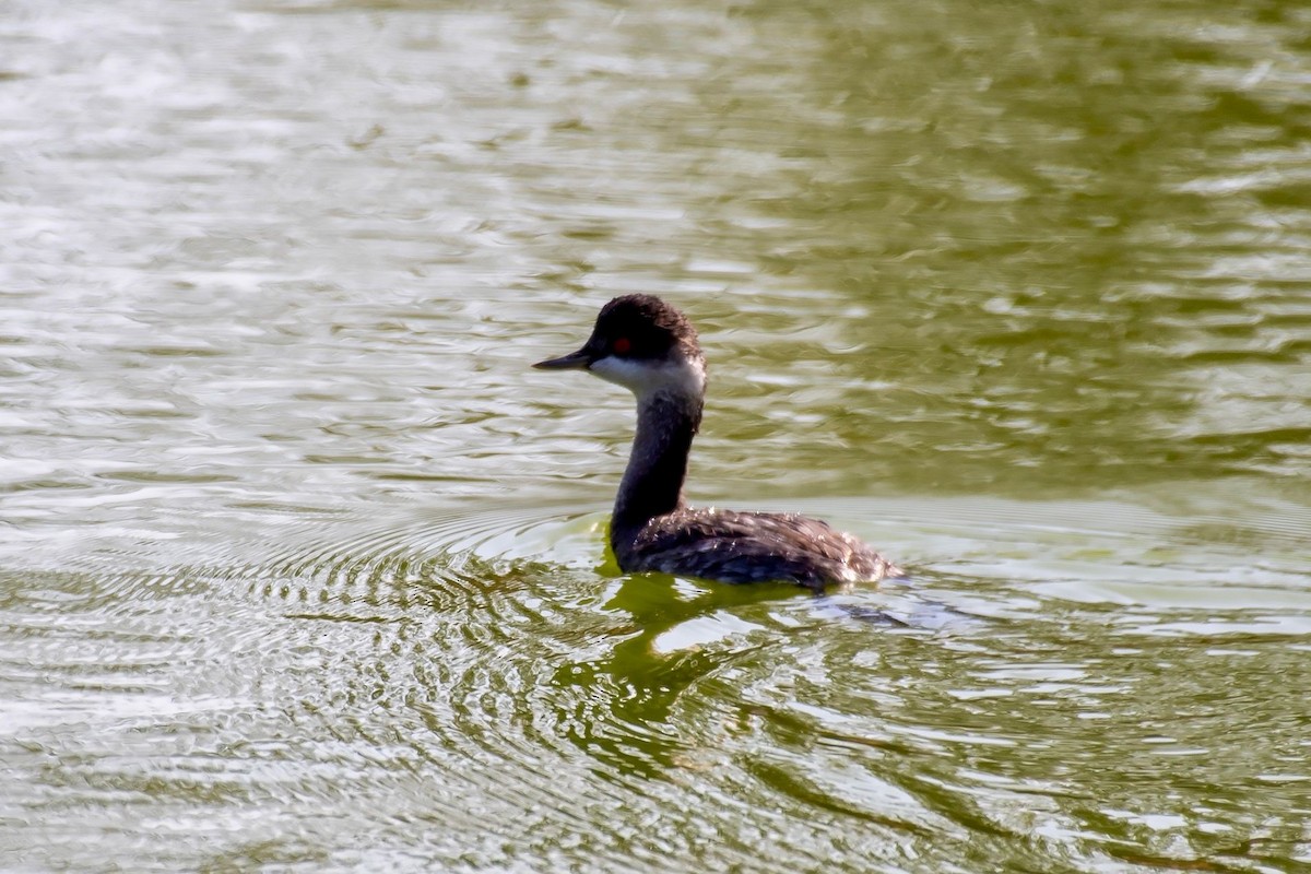 potápka černokrká - ML645000802