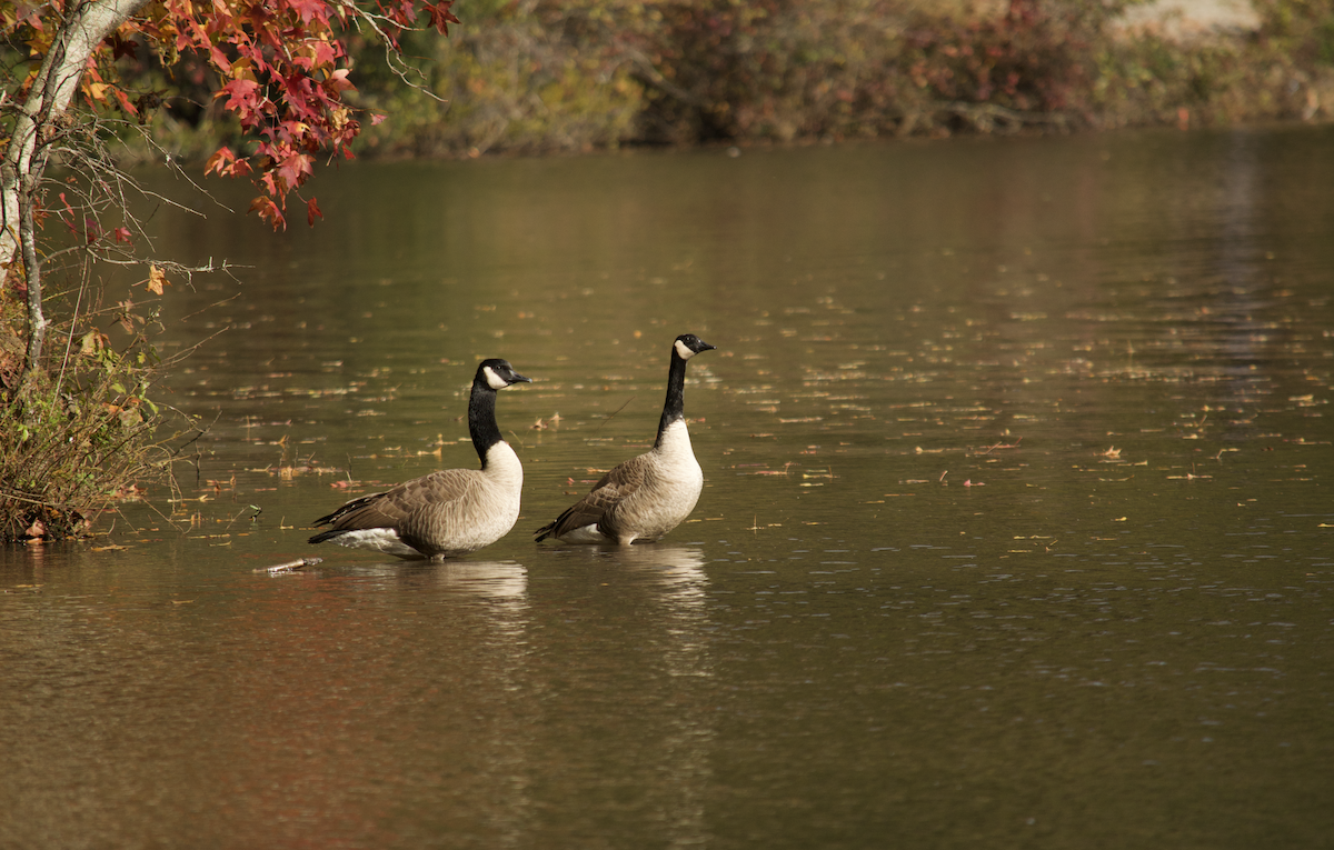 Barnacla Canadiense Grande - ML645000803