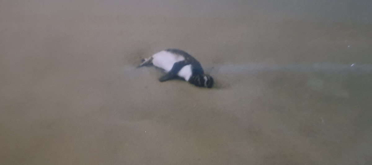 Magellanpinguin - ML645000804