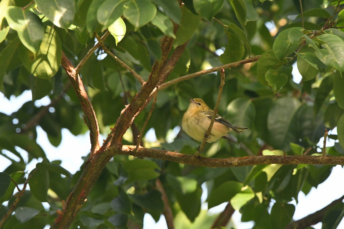Bay-breasted Warbler - ML645000806