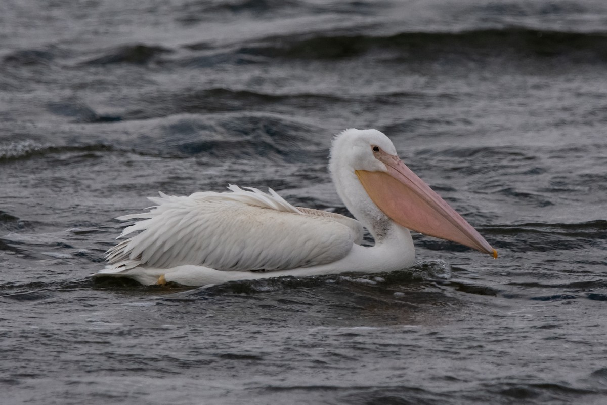 Pelícano Norteamericano - ML645000809